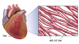Mô cơ tim khác gì so với các loại mô cơ khác?