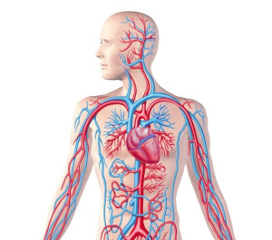 Giải thích về hoạt động của tim và hệ tuần hoàn