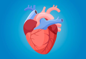 Những sự thật thú vị về trái tim có thể bạn chưa biết