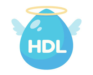 Tại sao HDL cholesterol được gọi là “cholesterol tốt”?