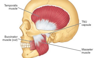 masseter muscle - cơ cắn