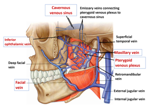 Retromandibular vein - tĩnh mạch sau hàm