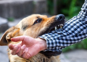 Sự nguy hiểm của bệnh dại lây từ động vật