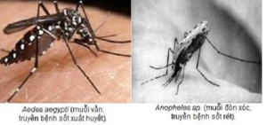 Phân biệt sốt rét và sốt xuất huyết