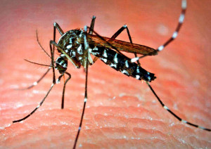 Phân biệt sốt rét và sốt xuất huyết