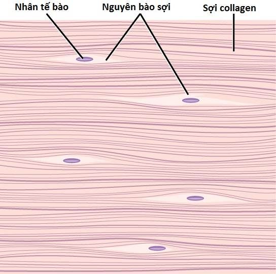 nguyen bao soi collagen dr tam