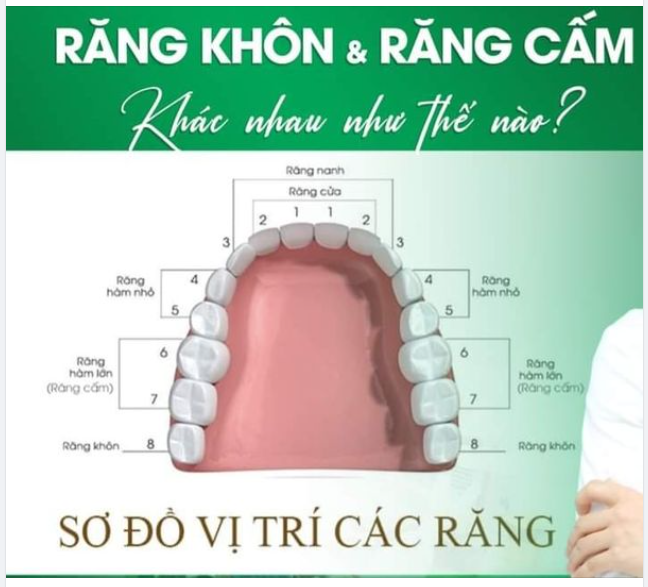 RĂNG KHÔN VÀ RĂNG CẤM KHÁC NHAU NHƯ THẾ NÀO ?