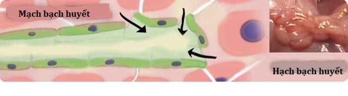 lymph1