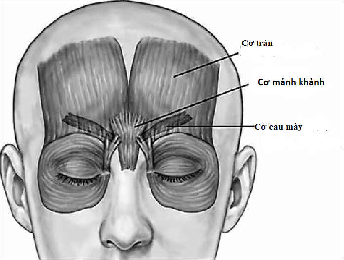 cac khoi co tao nep cau may