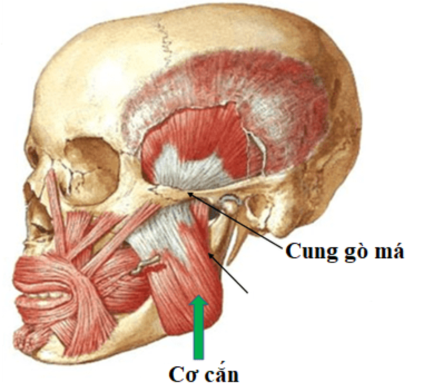 vị trí cung gò má chuẩn