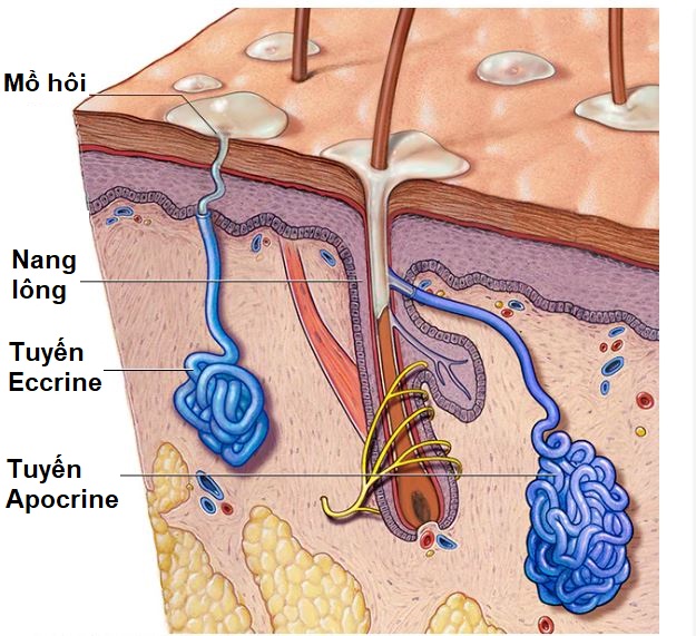 Phân biệt tuyến mồ hôi apocrine và tuyến mồ hôi eccrine