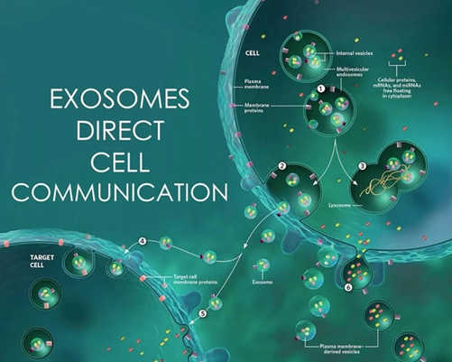 san-pha-chua-te-bao-goc-exosome