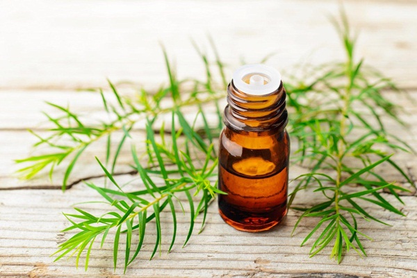 Tinh Dầu Tràm Trà (Tea Tree Oil) Có Những Công Dụng Gì Cho Da?