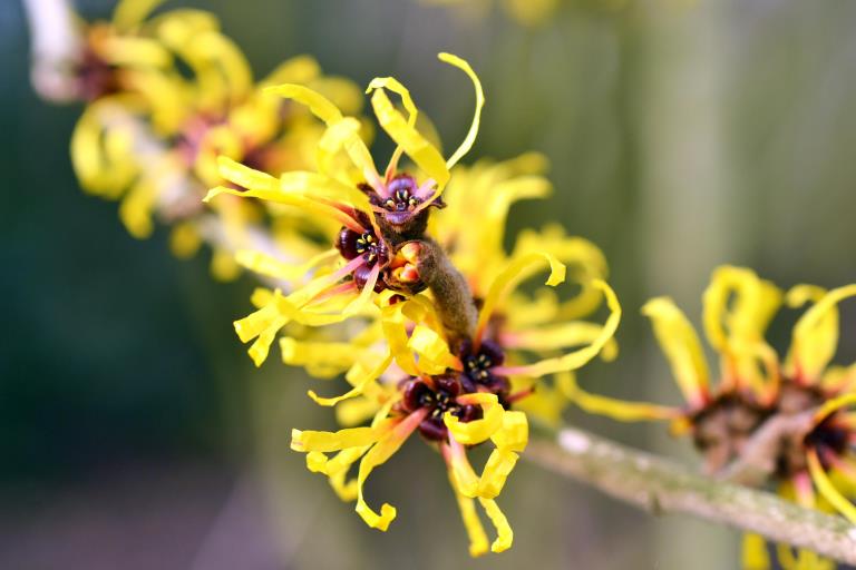 Chiết xuất cây phỉ (witch hazel) có những lợi ích gì cho làn da?