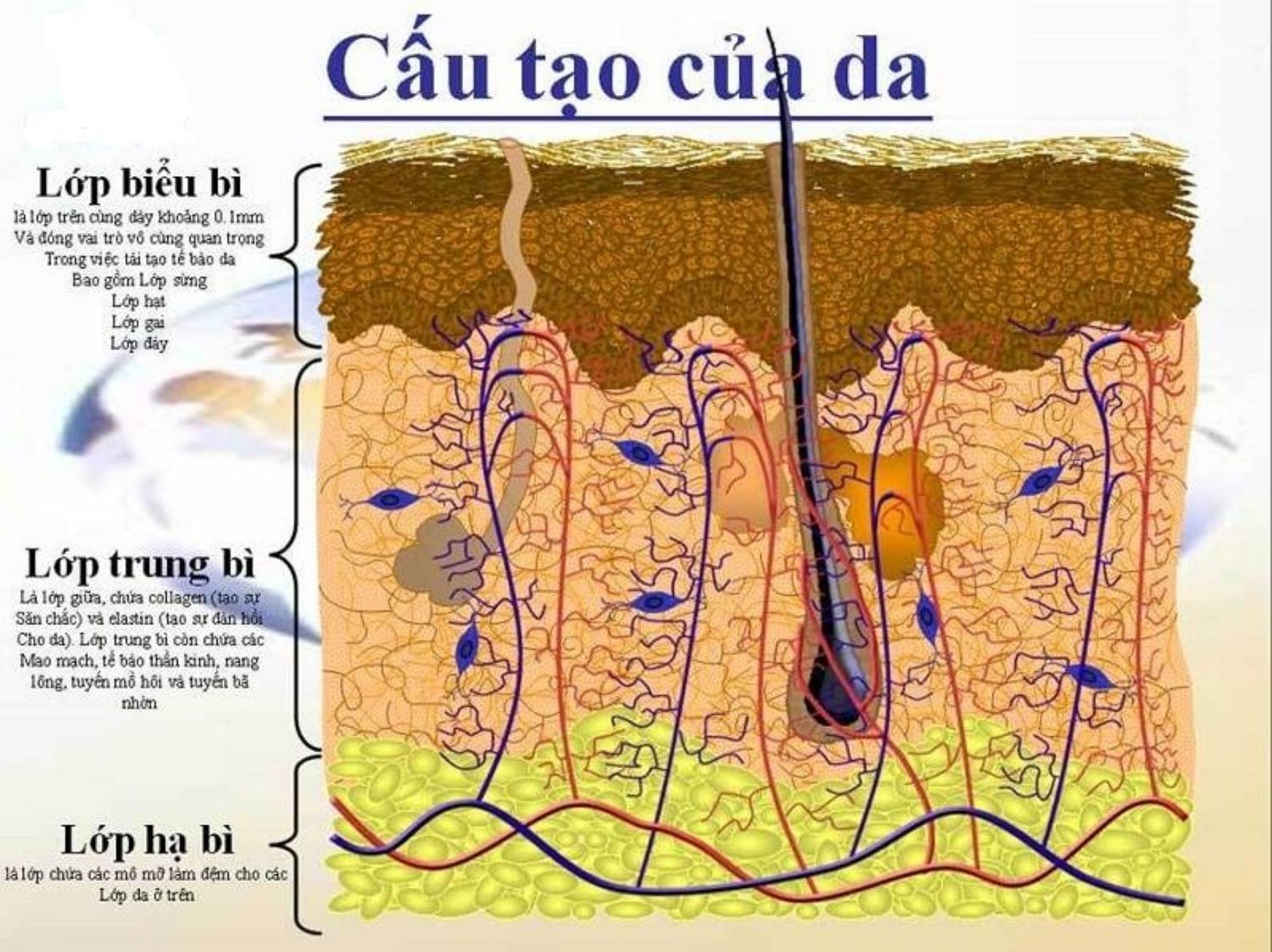 Phẫu thuật nâng mũi bằng ghép mỡ trung bì
