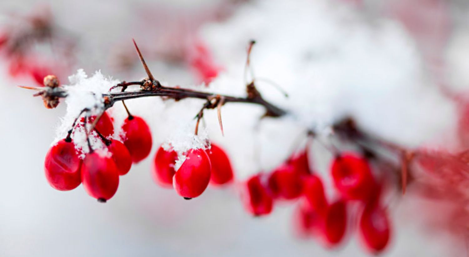 Barberry là bí mật giúp trị mụn tiếp theo?