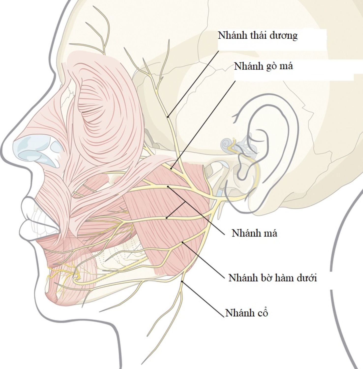 Biến chứng liệt nhánh trán dây thần kinh mặt sau phẫu thuật thẩm mỹ vùng mặt