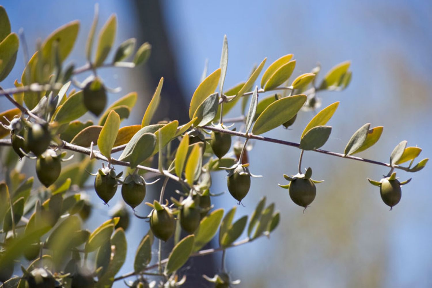 Cách sử dụng dầu jojoba để trị mụn trứng cá