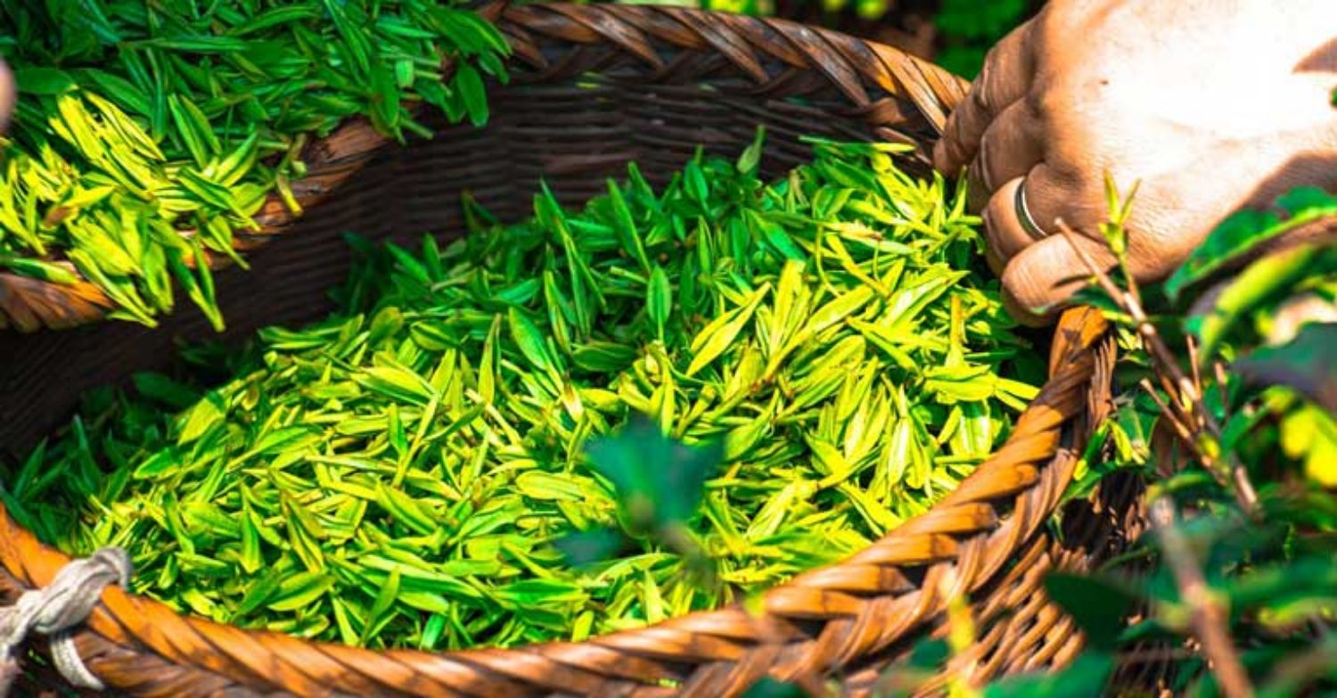 Trị mụn bằng các phương pháp tự nhiên có tốt hơn không?