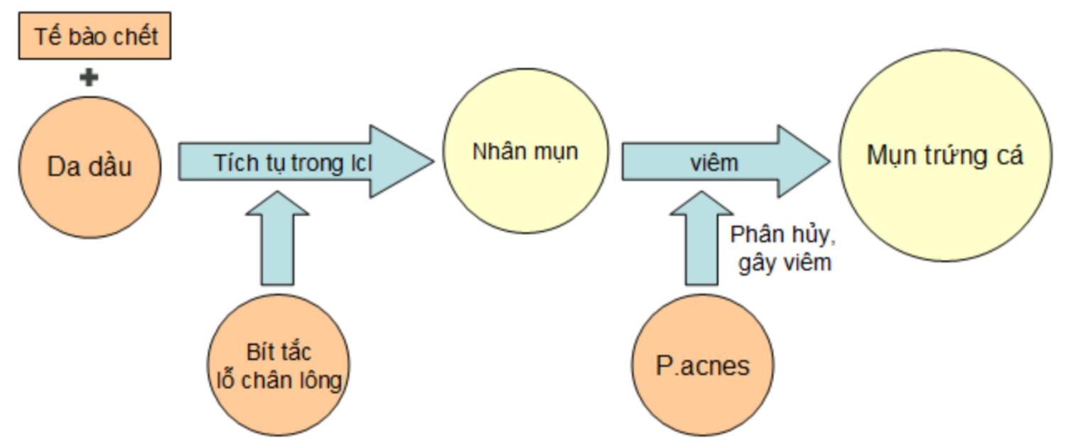 su hinh thanh mun
