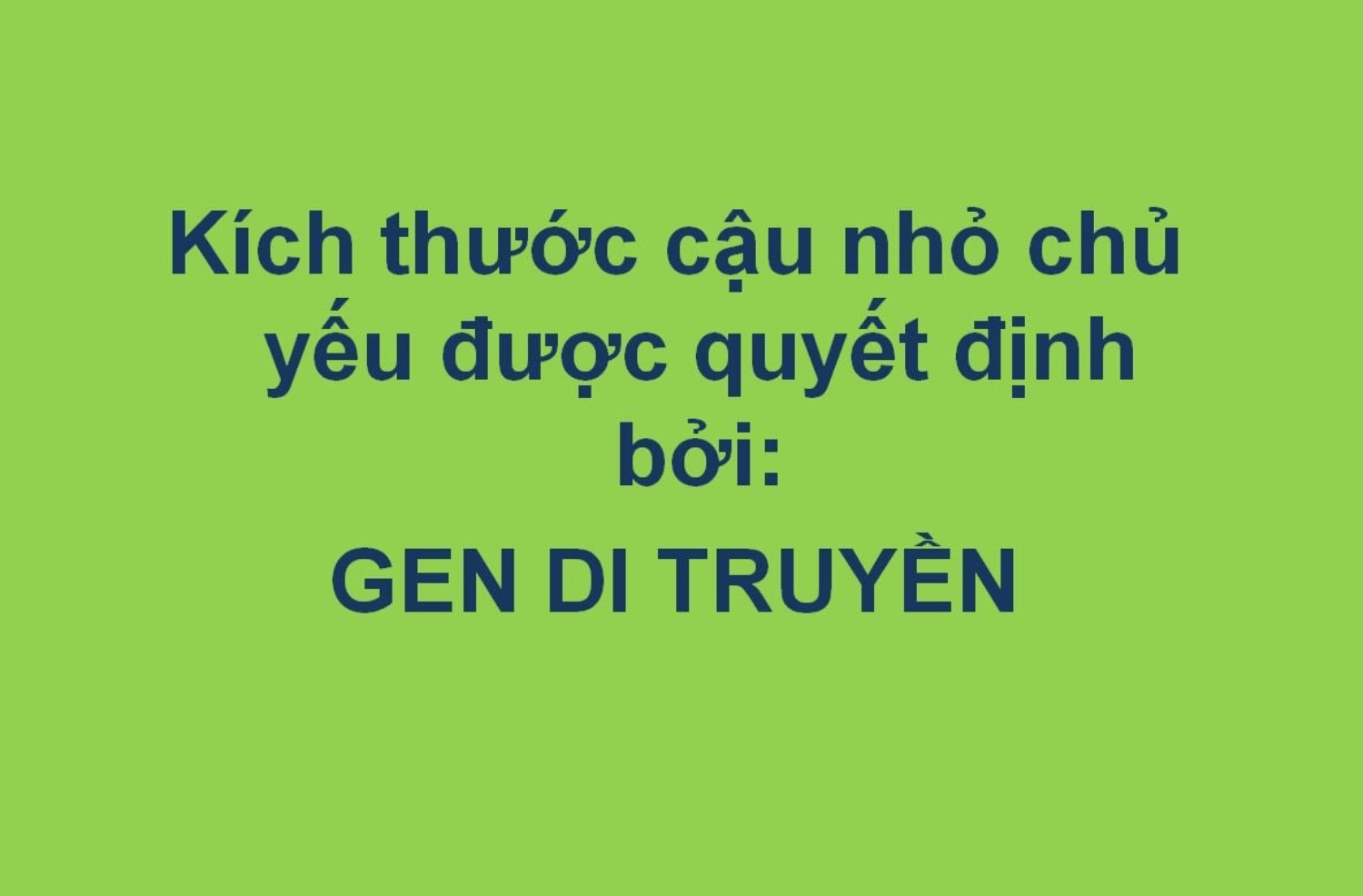 Size tiểu adam và gen di truyền