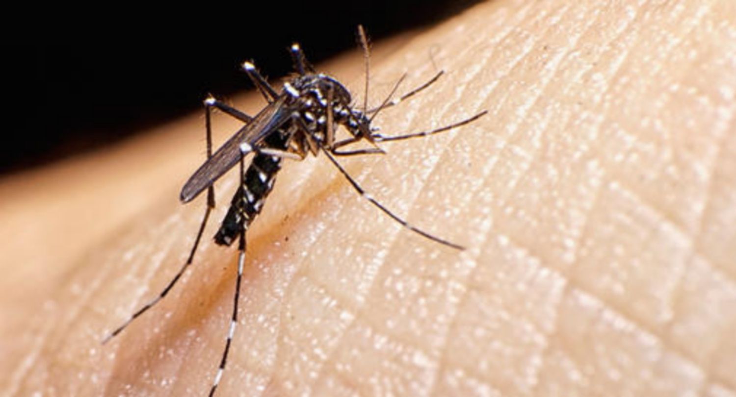 Virut Zika và mang thai