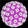 Ung thư cổ tử cung và nhiễm Human Papillomavirus - Bệnh viện Từ Dũ