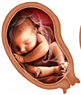 Thai nghén và nước ối - Bệnh viện Từ Dũ