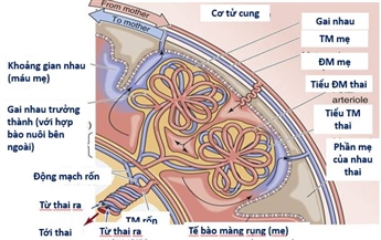 Ý nghĩa của CTG trong đánh giá sức khỏe thai - Bệnh viện Từ Dũ
