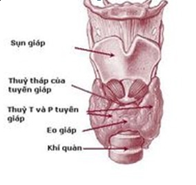 Hiệu quả và sự an toàn trong điều trị bệnh cường giáp và Basedow bằng I- 131 - bệnh viện Bạch Mai
