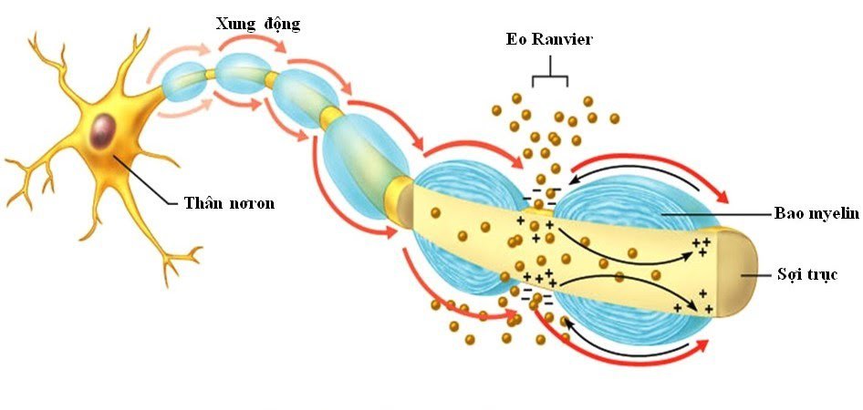 7 chất dẫn truyền thần kinh liên quan đến kết nối não - cơ thể