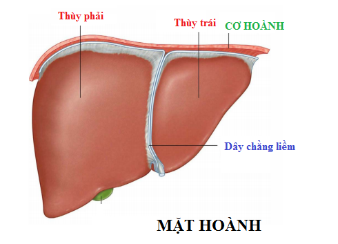 Một số điểm về giải phẫu và phân chia thùy gan