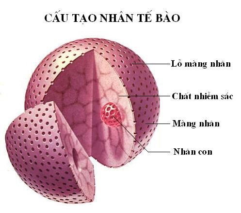 Cấu trúc và chức năng của tế bào bình thường