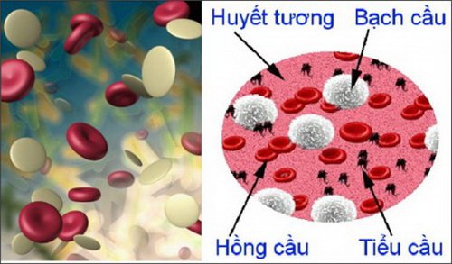 Ý nghĩa của chỉ số RDW trong xét nghiệm máu