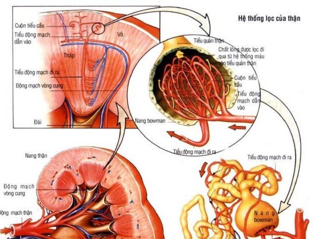 Cách nhận biết suy thận mạn - Bệnh viện Bạch Mai
