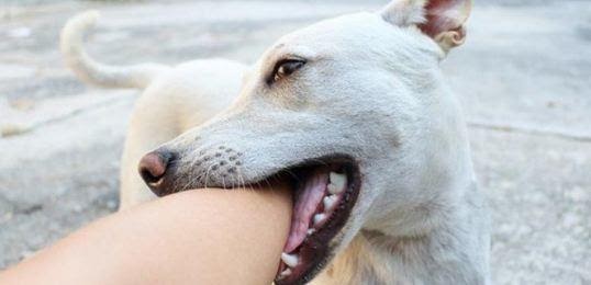 Bé trai bị chó đẻ cắn dương vật khi đi chơi - Nam khoa Penuma
