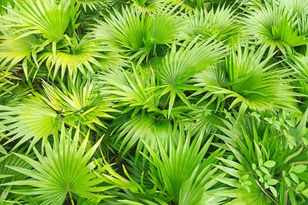 Lợi ích của cọ lùn trong điều trị phì đại tuyến tiền liệt