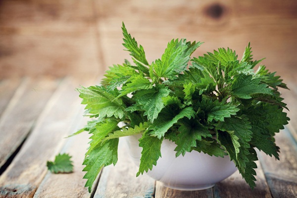 6 lợi ích đã được chứng minh của cây tầm ma