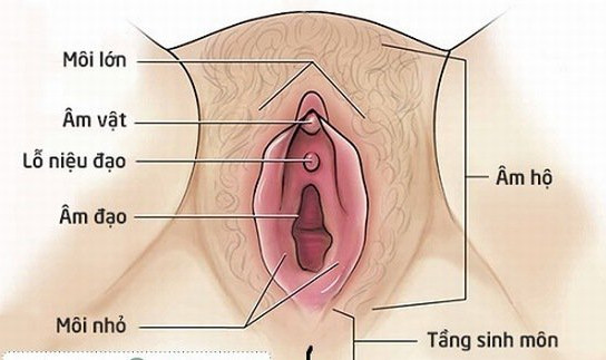Cấu tạo cơ quan sinh dục nữ