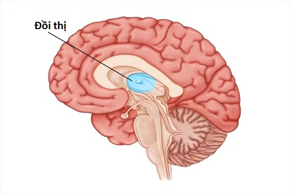Đột quỵ đồi thị là gì? Có nguy hiểm không?