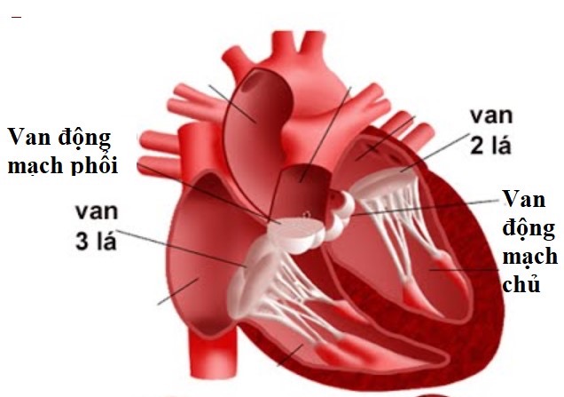Tầm quan trọng của việc sàng lọc bệnh van tim