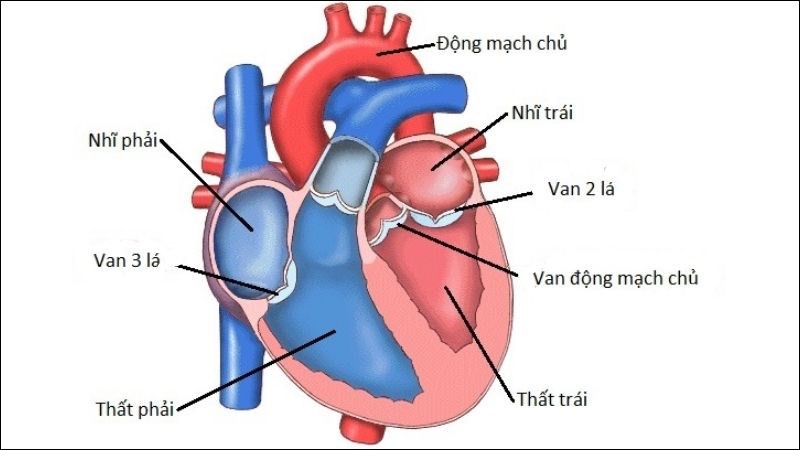 Thông liên thất: Triệu chứng, nguyên nhân, chẩn đoán và điều trị