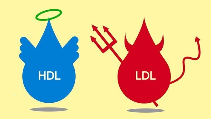 Sự khác biệt giữa HDL cholesterol và LDL cholesterol