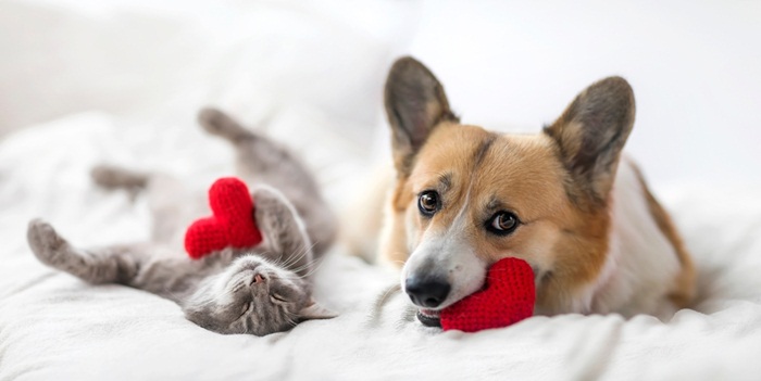 Lợi ích của việc nuôi thú cưng đối với sức khỏe tim mạch