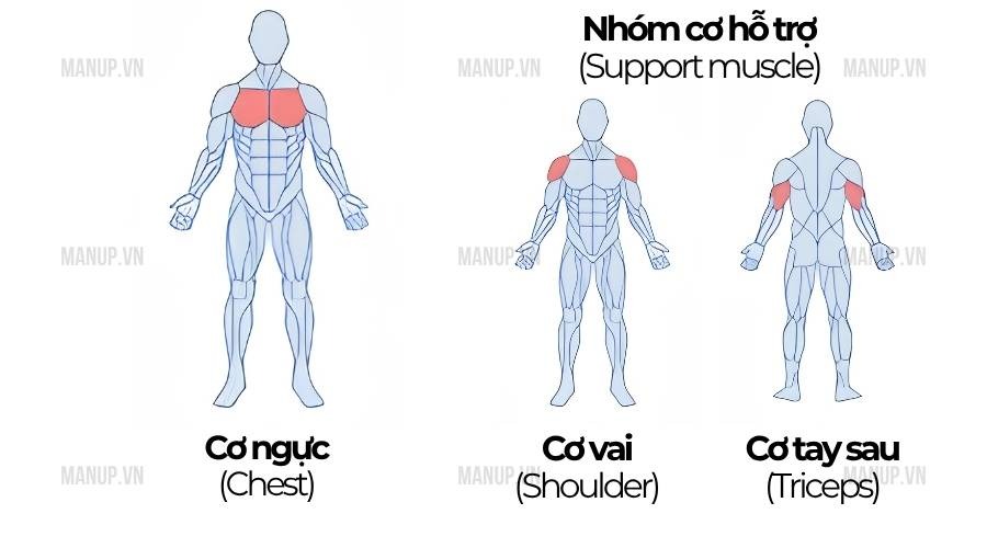 Nên tập nhóm cơ nào cùng nhau để tối ưu buổi tập?