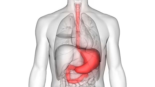 Dạ dày có chức năng gì?