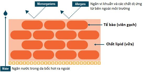 Bí ẩn hàng rào da - sự kết nối giữa đức tin và vật chất
