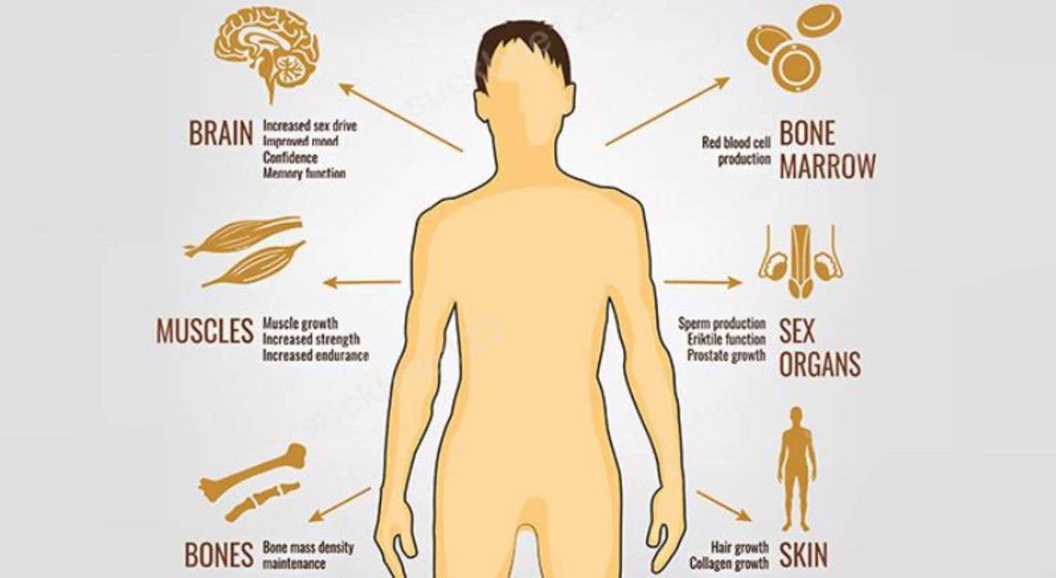 Testosterone có tác dụng gì với cơ thể?