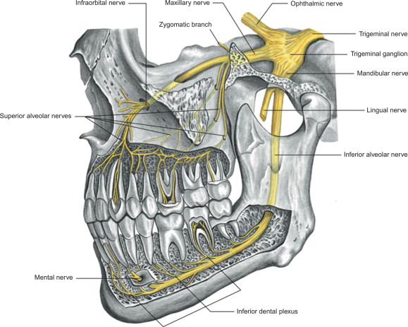 inferior alveolar nerve - dây thần kinh răng dưới