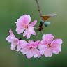 Quê Hương Tuổi Thơ